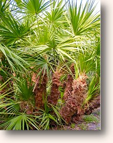 Saw Palmetto grows along the coastal regions of the Southern United States and it has demonstrated impressive results in reducing the effects of an enlarged prostate (BPH).